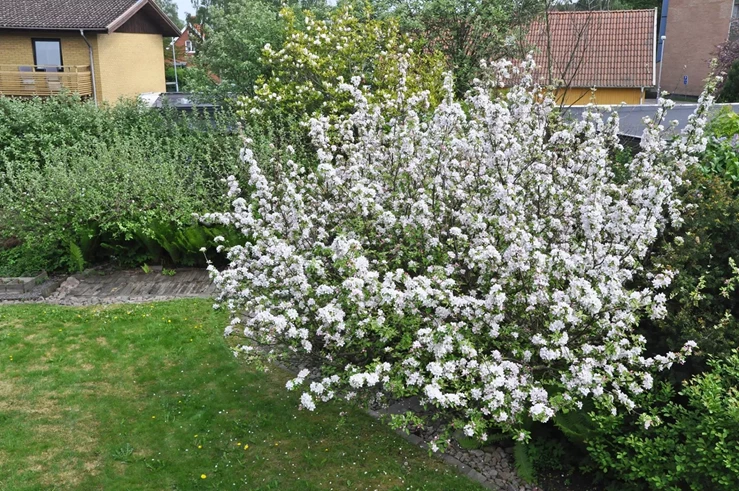 Äppelträd IM